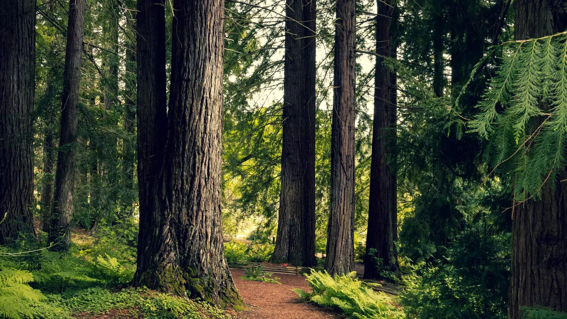 A tranquil place in the Berkeley hills.